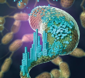 When nanomaterials are attached to the surface-layer proteins of Caulobacter crescentus, the bacterium is transformed into a platform for creating self-assembling biomaterials. When nanomaterials are attached to the surface-layer proteins of Caulobacter crescentus, the bacterium is transformed into a platform for creating self-assembling biomaterials.
