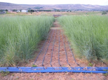 Soil samples were taken at this field site in Prosser, WA. All soil samples were collected in three field replicates within a 0-to 20-cm depth from the ground. For each of the three field blocks, researchers collected three homogeneous replicates. Soil samples were taken at this field site in Prosser, WA. All soil samples were collected in three field replicates within a 0-to 20-cm depth from the ground. For each of the three field blocks, researchers collected three homogeneous replicates.