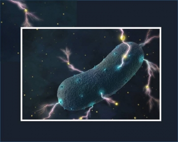 Listeria bacteria transport electrons through their cell wall into the environment as tiny currents, assisted by ubiquitous flavin molecules (yellow dots). Listeria bacteria transport electrons through their cell wall into the environment as tiny currents, assisted by ubiquitous flavin molecules (yellow dots).