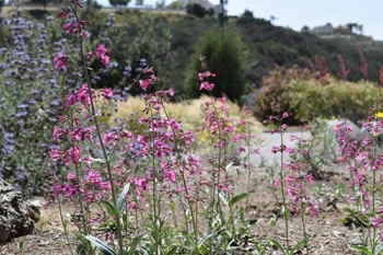 The DOE GreenBuy Award Program honored EMâs Moab Uranium Mill Tailings Remedial Action Project for sustainable purchases such as Parry's Penstemon, a native, drought tolerant flower that reduces water consumption.