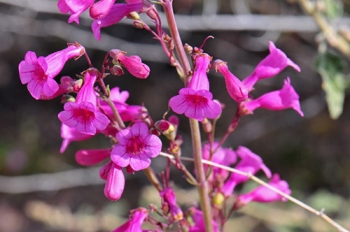 A close-up view of the water-efficient Parry's Penstemon flowers planted by EMâs Moab Uranium Mill Tailings Remedial Action Project.