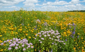 Weldon Spring Prairie of Flowers