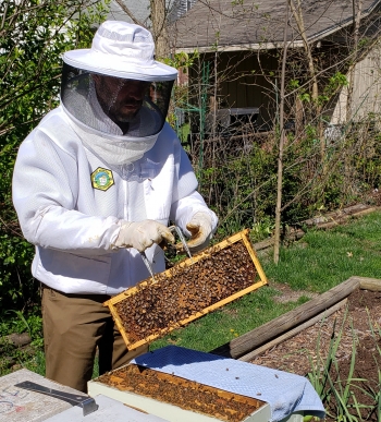 Randy Weidman inspects one of his beehives.