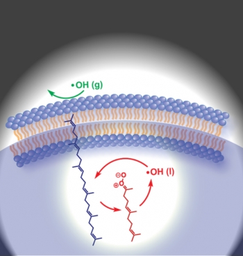 Schematic of how hydroxyl radicals (OH)âwhich can form due to air pollutionâcan form Criegee intermediates, which then create more OH in a chain reaction that leads to breakdown of molecules in cell membranes (at top of image). Schematic of how hydroxyl radicals (OH)âwhich can form due to air pollutionâcan form Criegee intermediates, which then create more OH in a chain reaction that leads to breakdown of molecules in cell membranes (at top of image).