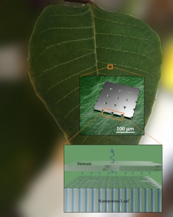Researchers fabricated synthetic, moisture-controlling leaves that resist drying in low humidity. Researchers fabricated synthetic, moisture-controlling leaves that resist drying in low humidity.