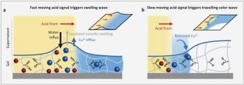 Fast acid stimulus (red) rapidly releases copper ions (Cu2+, blue) triggering swelling waves through a hydrogel (COOâ groups). In contrast, a slow acid stimulus triggers traveling color waves due to rebinding of copper ions. Fast acid stimulus (red) rapidly releases copper ions (Cu2+, blue) triggering swelling waves through a hydrogel (COOâ groups). In contrast, a slow acid stimulus triggers traveling color waves due to rebinding of copper ions.