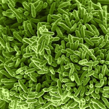 The new Serial Enrichment for Efficient Recombineering (SEER) technique allows biologists to apply recombineering-based techniques to many different species of bacteria (above, Shewanella putrefaciens bacteria). The new Serial Enrichment for Efficient Recombineering (SEER) technique allows biologists to apply recombineering-based techniques to many different species of bacteria (above, Shewanella putrefaciens bacteria).
