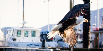 A bald eagle in flight against the backdrop of docked boats.