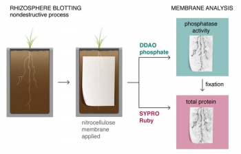 A new root blotting technique captures a biochemical imprint of plant roots growing in flat slabs. Scientists examine the imprints with fluorescent indicators to visualize the distribution and activity of phosphate-mobilizing enzymes around the roots. A new root blotting technique captures a biochemical imprint of plant roots growing in flat slabs. Scientists examine the imprints with fluorescent indicators to visualize the distribution and activity of phosphate-mobilizing enzymes around the roots.