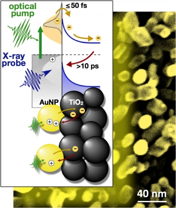 Optical laser pulses excite electrons in gold nanoparticles (AuNP) attached to a titanium dioxide (TiO2) substrate. Short X-ray pulses count the electrons injected from the nanoparticles into the substrate and monitor their return to the nanoparticles. Optical laser pulses excite electrons in gold nanoparticles (AuNP) attached to a titanium dioxide (TiO2) substrate. Short X-ray pulses count the electrons injected from the nanoparticles into the substrate and monitor their return to the nanoparticles.