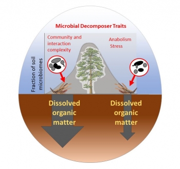 Several microbial community traits influence the fate of carbon in soil. Several microbial community traits influence the fate of carbon in soil.