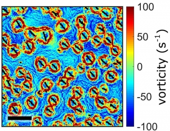 Fluid vortices induced by a swarm of synchronized spinning particles in a liquid-like state. The activity of spinning self-assembled particles produces flows that cause neighboring spinning particles to self-organize into lattice-like structures. Fluid vortices induced by a swarm of synchronized spinning particles in a liquid-like state. The activity of spinning self-assembled particles produces flows that cause neighboring spinning particles to self-organize into lattice-like structures.