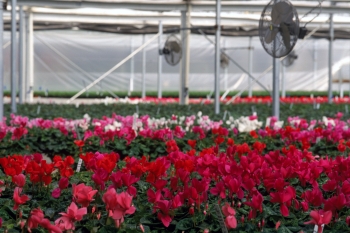 THE MASSON RADIUM SPRINGS FARMS GEOTHERMAL GREENHOUSE IS LOCATED ON PRIVATE LAND IN SOUTHERN NEW MEXICO. THE GREENHOUSE SPACE IS HEATED BY GEOTHERMAL ENERGY FROM THREE WELLS.