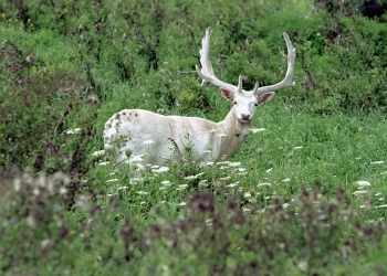 Harry's Patronus?