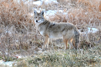 Coyote Not-So-Ugly