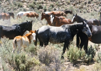 Wild horses