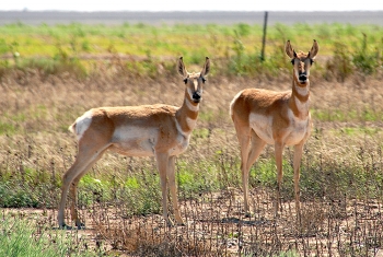 Pronghorns