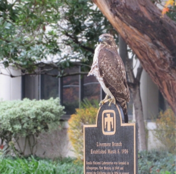 Red-tail Hawk