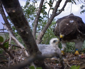 Swainson hawk feeds her baby