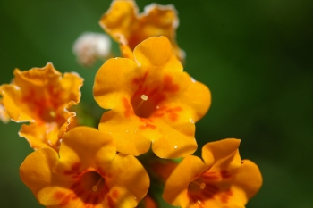 Fiddleneck flower