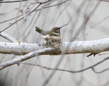 Hummingbird
