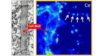 pnnl-calendar-010515-headliner.jpg Uptake of cerium dioxide nanoparticles through plant cell walls.