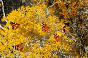Painted Lady Butterflies