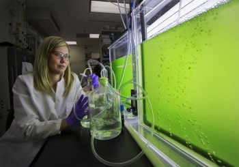 ALGAE TURNING INTO FUEL