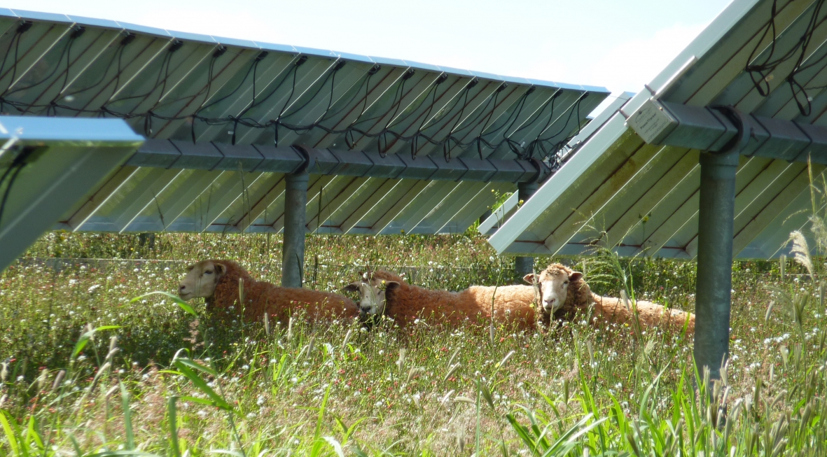 Lanai solar farm sheep