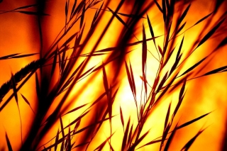 Switchgrass red.jpg