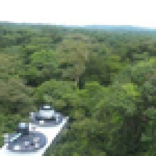 From Leaves To Clouds Revealing How Trees Emissions Shape