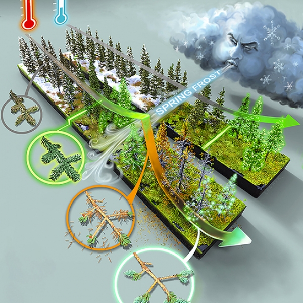 Warmer Temperatures Lengthen Growing Season Increase Plants